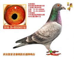 李永生赛鸽，探索赛鸽运动的魅力与科技的力量最新视频