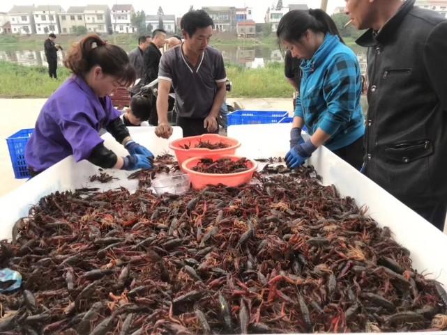 云农场农业科技与绿色发展新篇章的最新消息